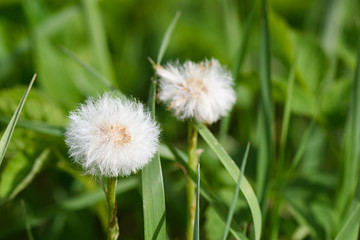 two Mature dandelion with seeds umbrellas on the grass background