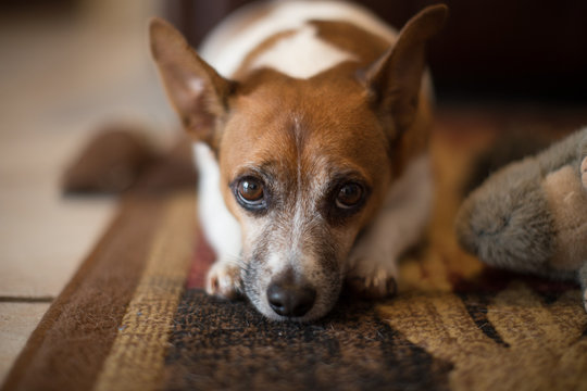 Jack Russell Terrier Looking Sad With Toy