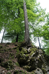 Fototapeta premium Wald