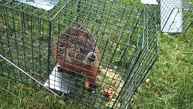 marmotte
