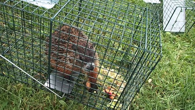 marmotte
