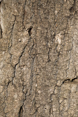 Brown rough tree bark closeup.