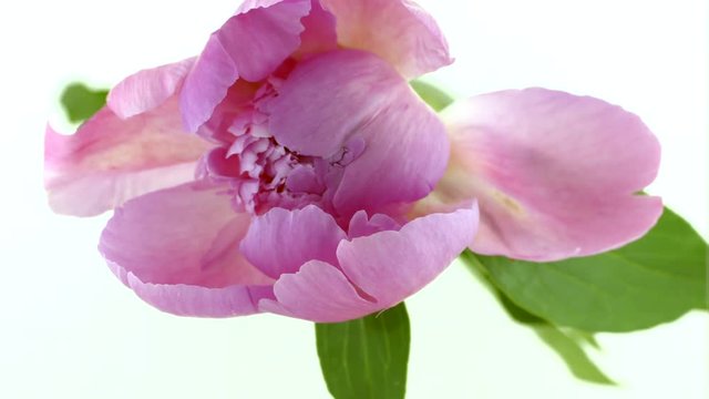 Beautiful pink peony flower bud blooming. Time lapse over white background. 4K UHD video 3840X2160