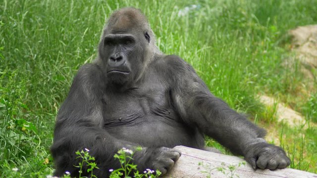 Big gorilla sitting in green grass
