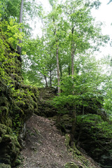 Wald