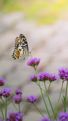 Beautiful Butterfly on Colorful Flower