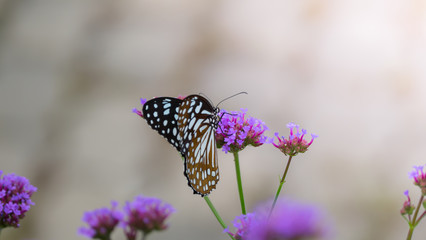 Beautiful Butterfly on Colorful Flower