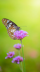 Beautiful Butterfly on Colorful Flower