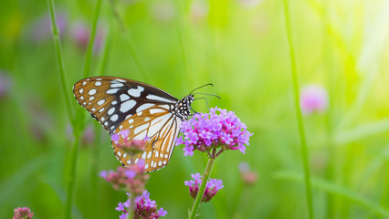 Beautiful Butterfly on Colorful Flower