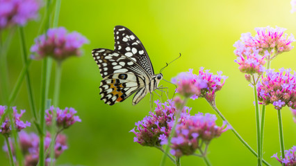 Obraz premium Beautiful Butterfly on Colorful Flower