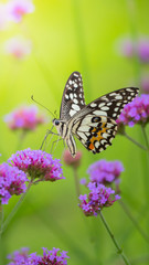 Beautiful Butterfly on Colorful Flower