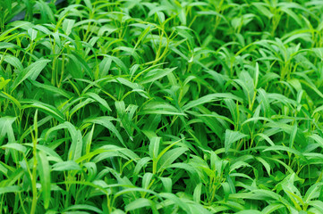 green water spinach plants in growth at vegetable garden