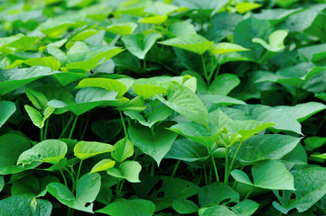 Fototapeta na wymiar green sweet potato leaves in growth at garden