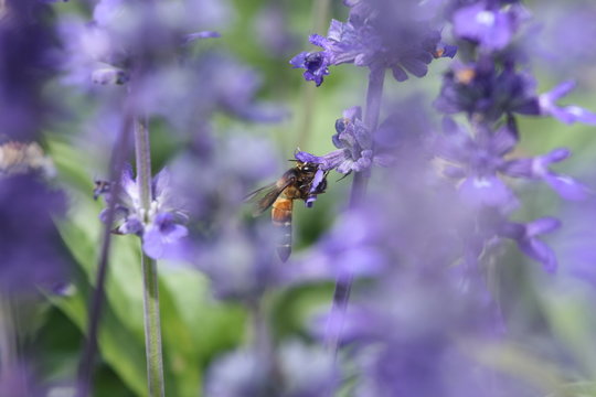 Bee eating nectar at purple little flowers in garden