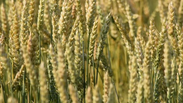 Triticum Koring Blat Trigo Wheat Grano Forment गेहूँ  Frumento &Sigma;&iota;&tau;ά&rho;&iota; Video Bl&eacute; Ցորեն חיטה Weizen B&uacute;za Tarwe コムギ Pszenica Пшеница 小麦 L&uacute;a m&igrave; قمح Vehn&auml;t Vete 밀 