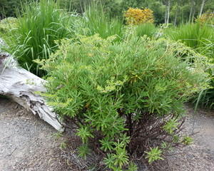 Santa Cruz Island Buckwheat