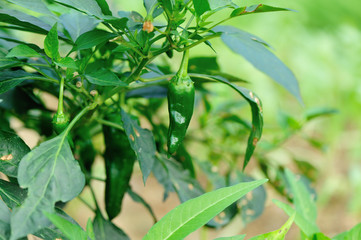 green pepper plants in growth at vegetable garden
