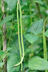 Long bean plants in growth at vegetable garden