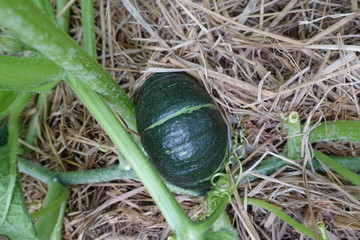 畑の野菜