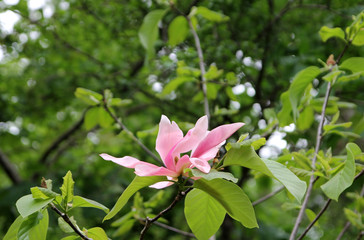 Flower of magnolia