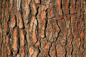 Bark of a Fir Tree, Uruguay