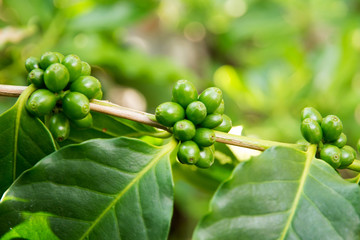 Coffee tree with green coffee beans on the branch