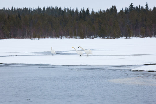 Swans on partially frozen lake