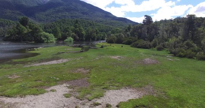 Aerial drone scene top view of three wild horses in the coast with green grass next to Lacar lake in Patagonia Argentina. Camera moving backwards.
