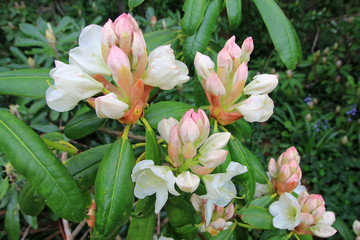 Blooming rhododendron bush