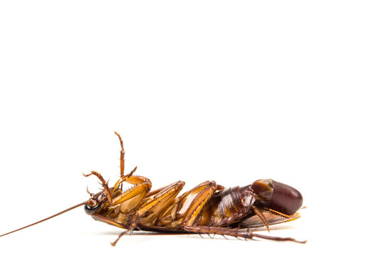 Dead Cockroach and roach eggs on white background