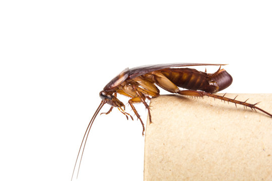  Cockroach And Roach Eggs On White Background