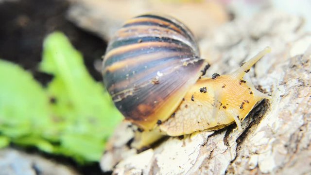 Giant African land snail eating fresh green leave