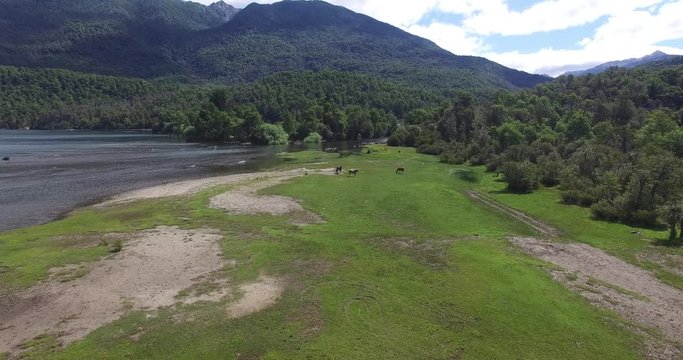 Aerial drone scene of three wild horses in the coast with green grass next to Lacar lake in Patagonia Argentina. Camera moving forward.