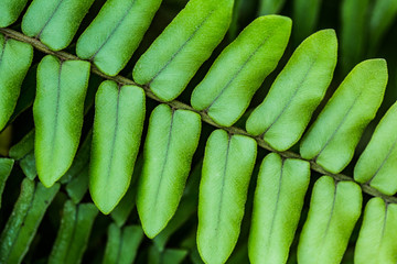 Macro photo of fern with selective focus