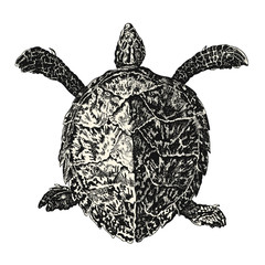 Fototapeta premium vintage vector animal drawing: retro illustration of a sea turtle (loggerhead or caretta caretta)