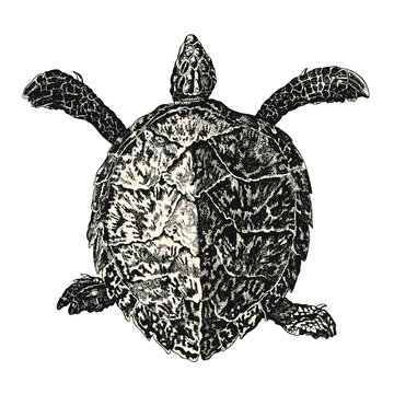 vintage vector animal drawing: retro illustration of a sea turtle (loggerhead or caretta caretta)