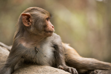 Baby Rhesus Macaque Monkey Relaxing Profile 2