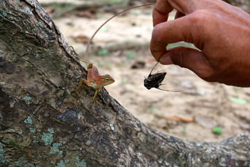 Hand feed insects to lizards in the garden.   