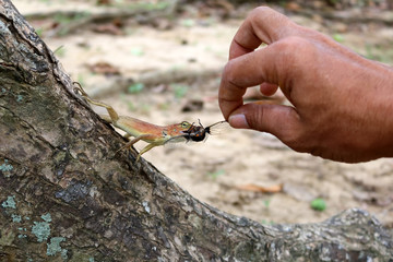 Hand feed insects to lizards in the garden.   