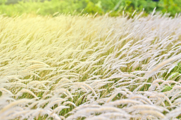 Grass flower and sunlight in Outdoor.