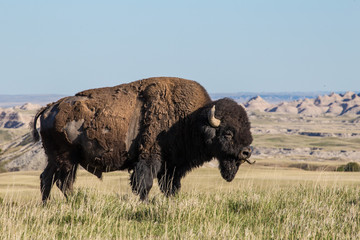 American Bison Sticking out its Tongue in Badlands South Dakota