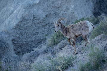 Big Horn Sheep / Ram on Rock in Badlands National Park 2