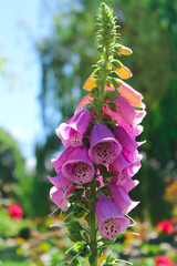 digitalis