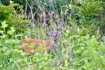 White-tailed deer buck (Odocoileus virginianus) with velvet antlers