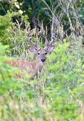 White-tailed deer buck (Odocoileus virginianus) with velvet antlers