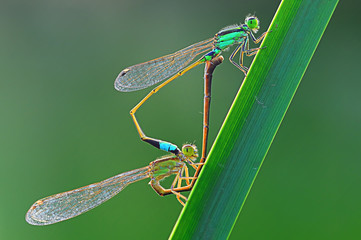 Dragonfly love, insect nature, concept of sexuality while perched on a leaf