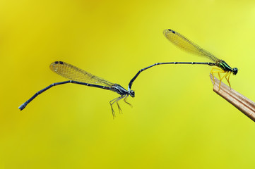 A pair of blue dragonflies, Coenagrion puella, mating, perched on a leaf in spring. Yellow background