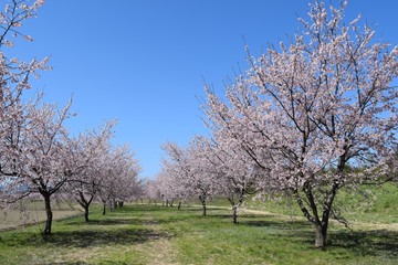 桜並木と青空　安行寒桜　北浅羽桜堤　埼玉県坂戸市　別名　大寒桜　オオカンザクラ