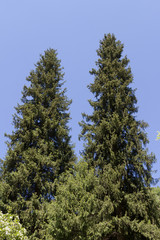Obraz premium Two pines on the sky background