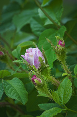 Closeup of wild pink and white rose with rosebuds/Closeup of white and pink wild rose and rosebud on climbing stem